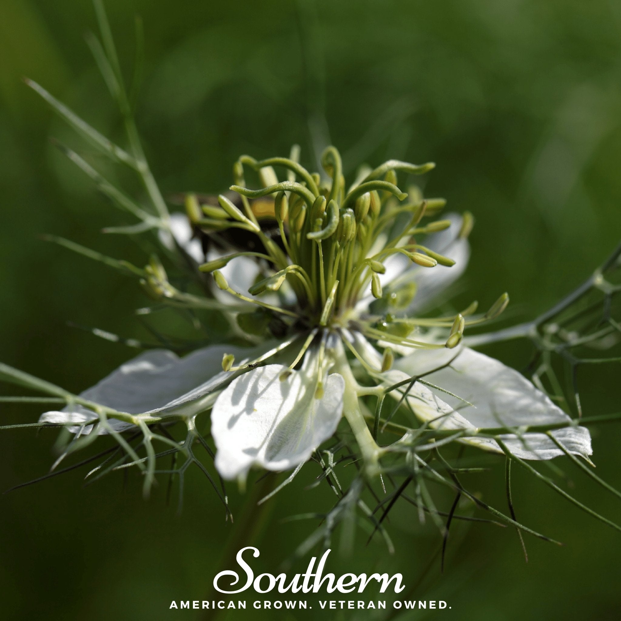 Black Cumin – 50 Seeds | | Wiccan Center
