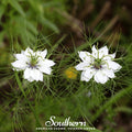 Black Cumin – 50 Seeds | | Wiccan Center