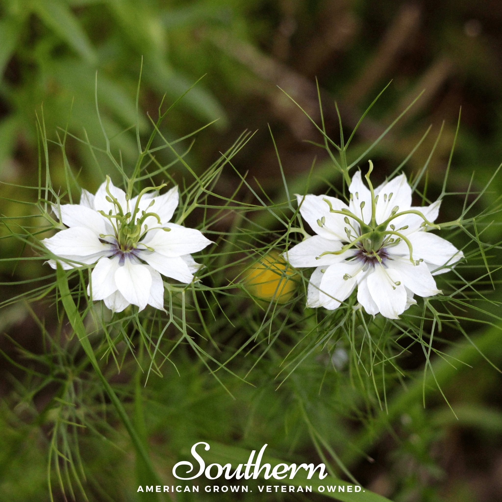 Black Cumin – 50 Seeds | | Wiccan Center