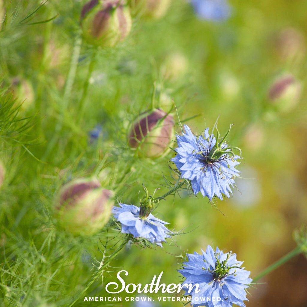 Black Cumin – 50 Seeds | | Wiccan Center
