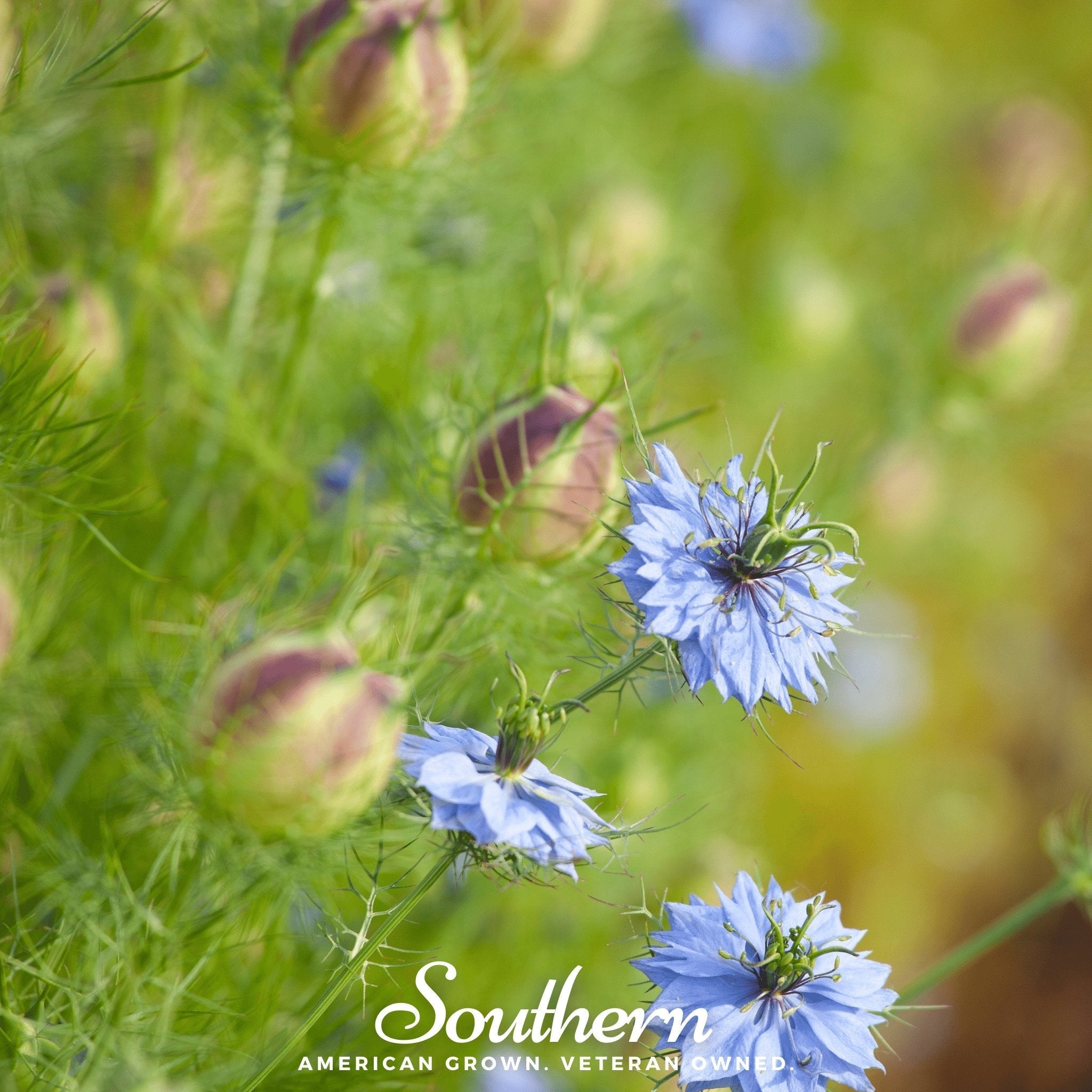 Black Cumin – 50 Seeds | | Wiccan Center