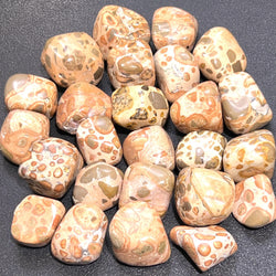 Leopardite (Leopard Jasper) Tumbled Stones (By The Piece or Pound) Wholesale | Home & Living > Home Decor > Home Accents > Rocks & Geodes | Wiccan Center