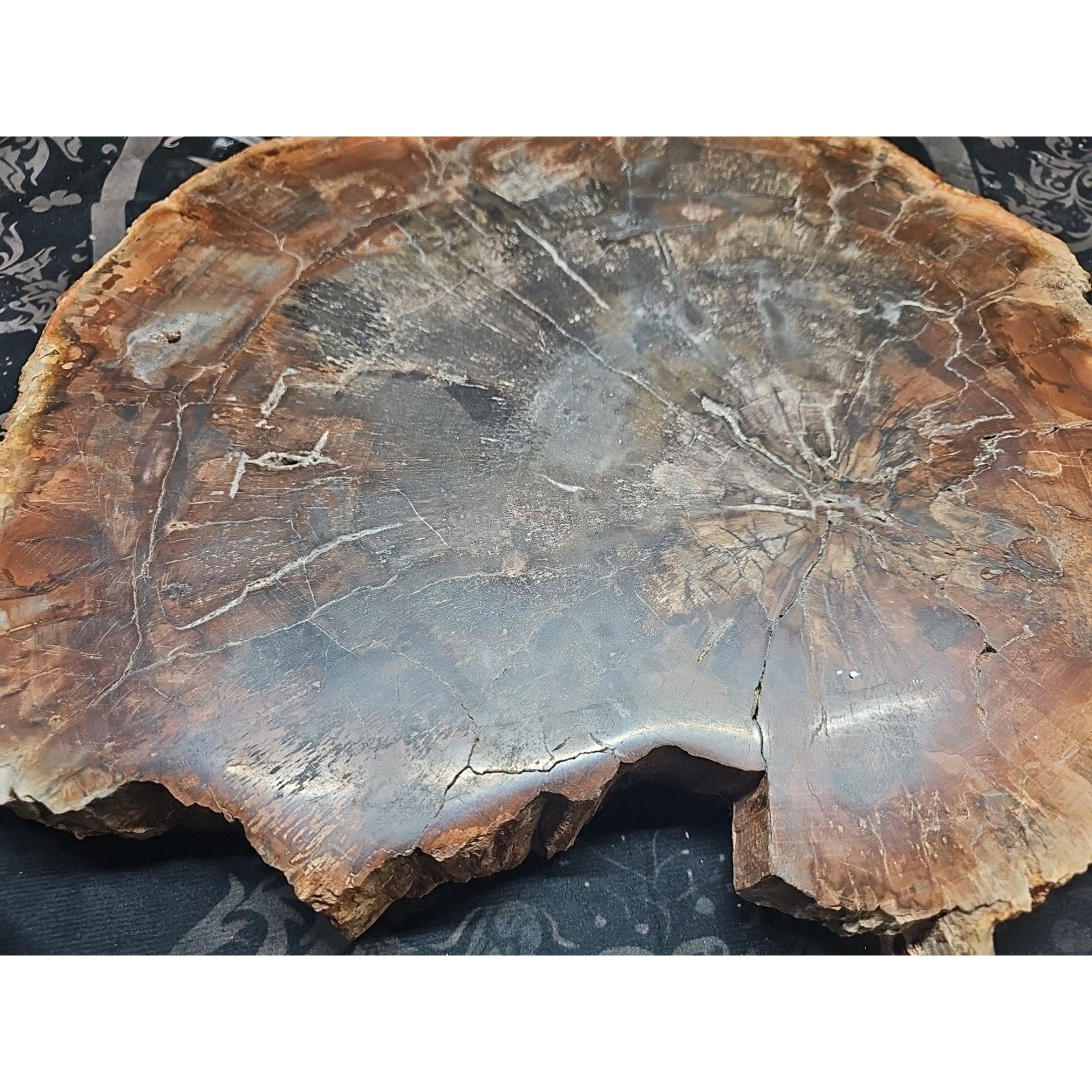 27.3 lb Fossil Wood Quartz Hedgehog Sculpture — Artisan Mineral Statement Piece | CrystalCloud Company