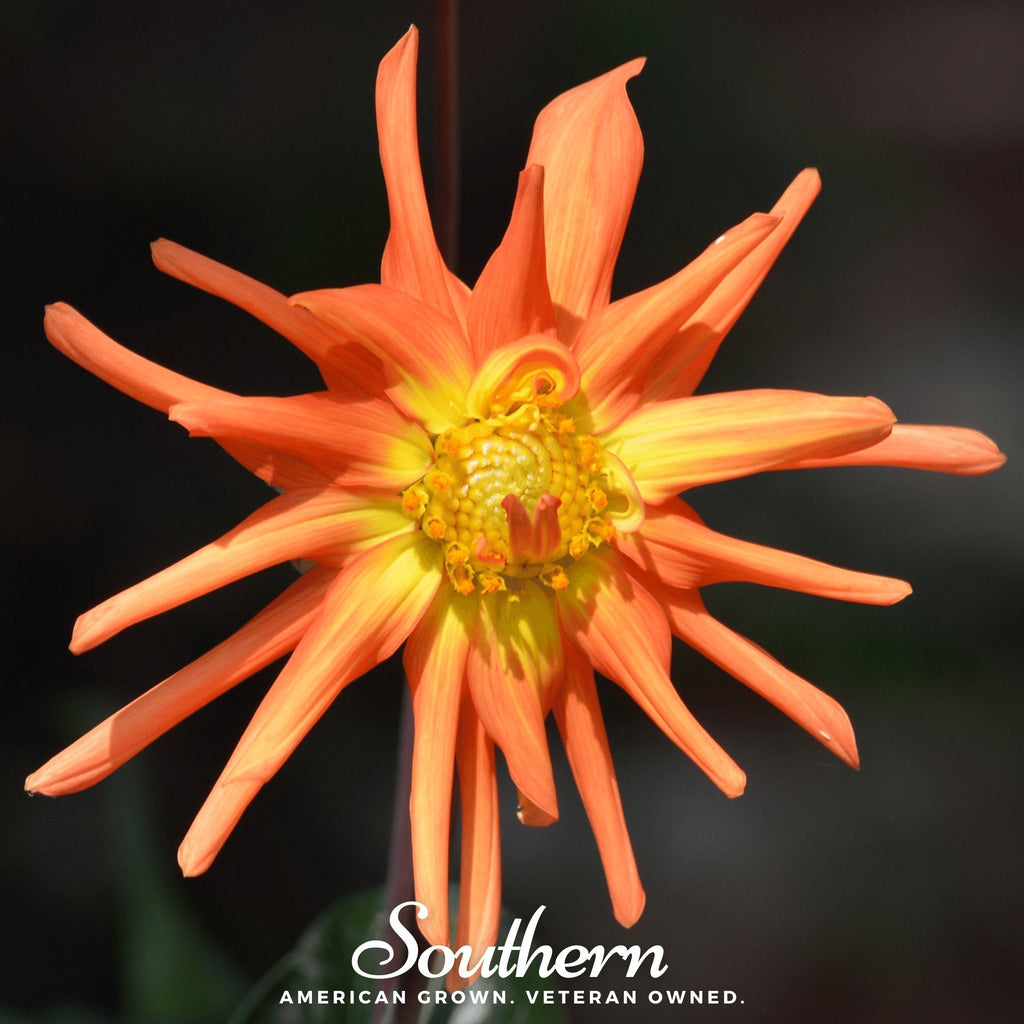 Cactus Dahlia Mix – 25 Seeds | | Wiccan Center