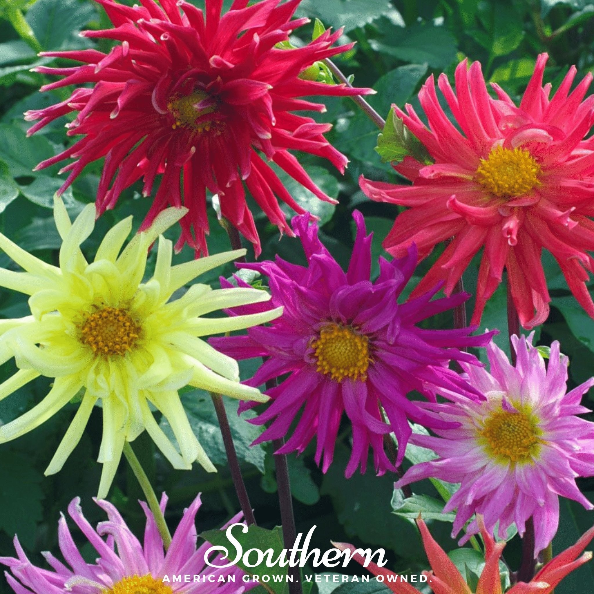 Cactus Dahlia Mix – 25 Seeds | | Wiccan Center