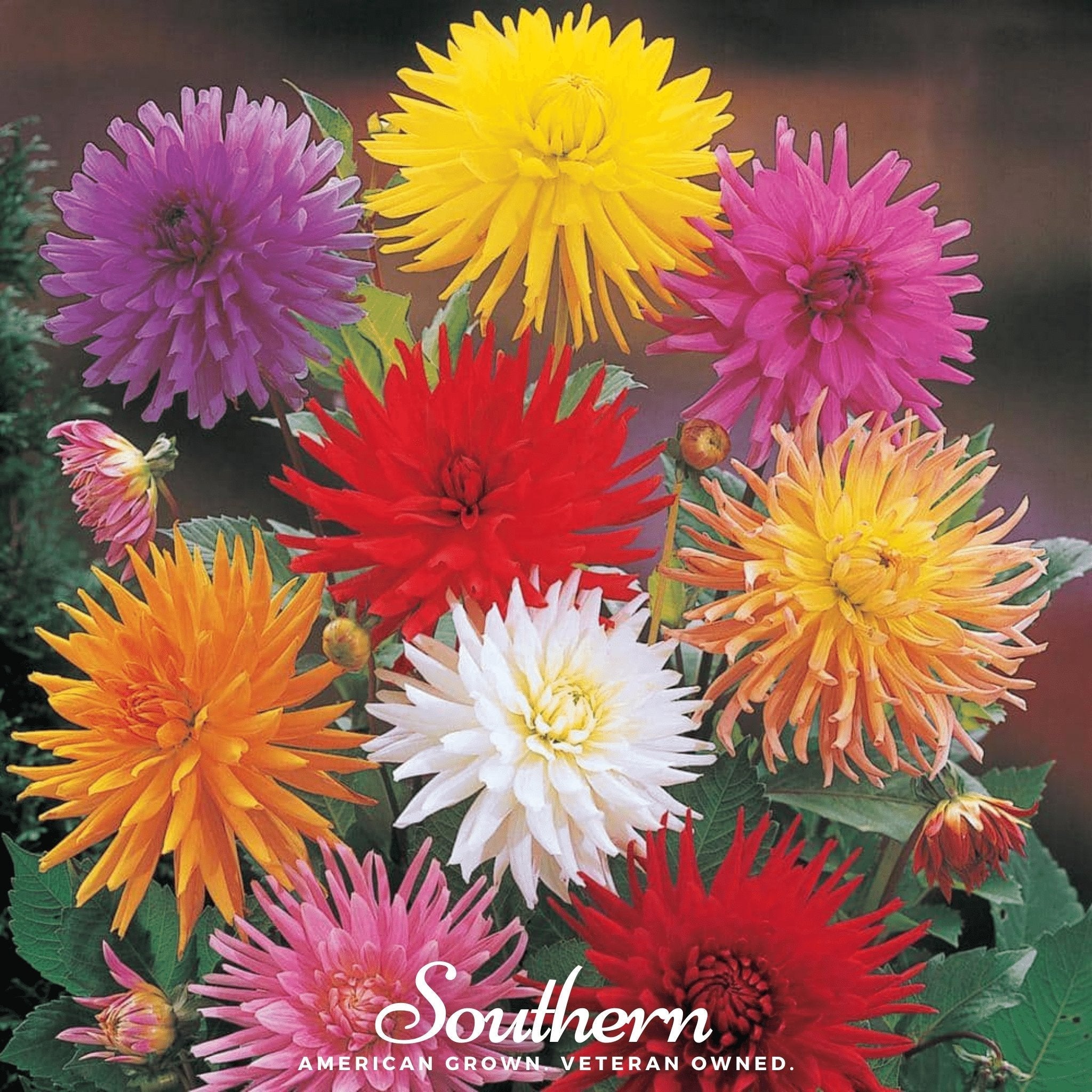 Cactus Dahlia Mix – 25 Seeds | | Wiccan Center