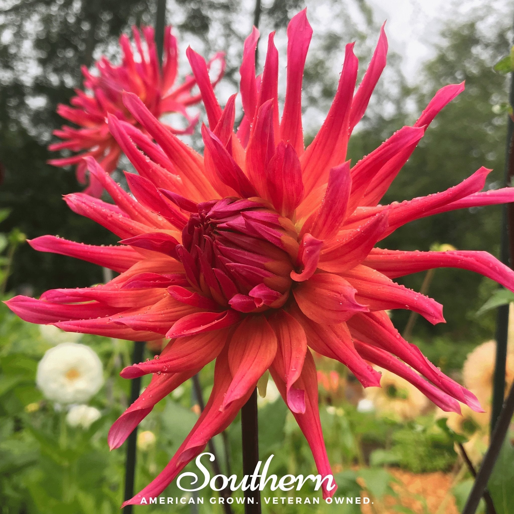 Cactus Dahlia Mix – 25 Seeds | | Wiccan Center