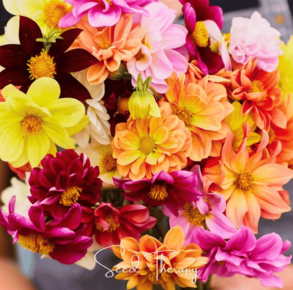 Early Bird Dahlia – 25 Seeds | Seeds | Wiccan Center