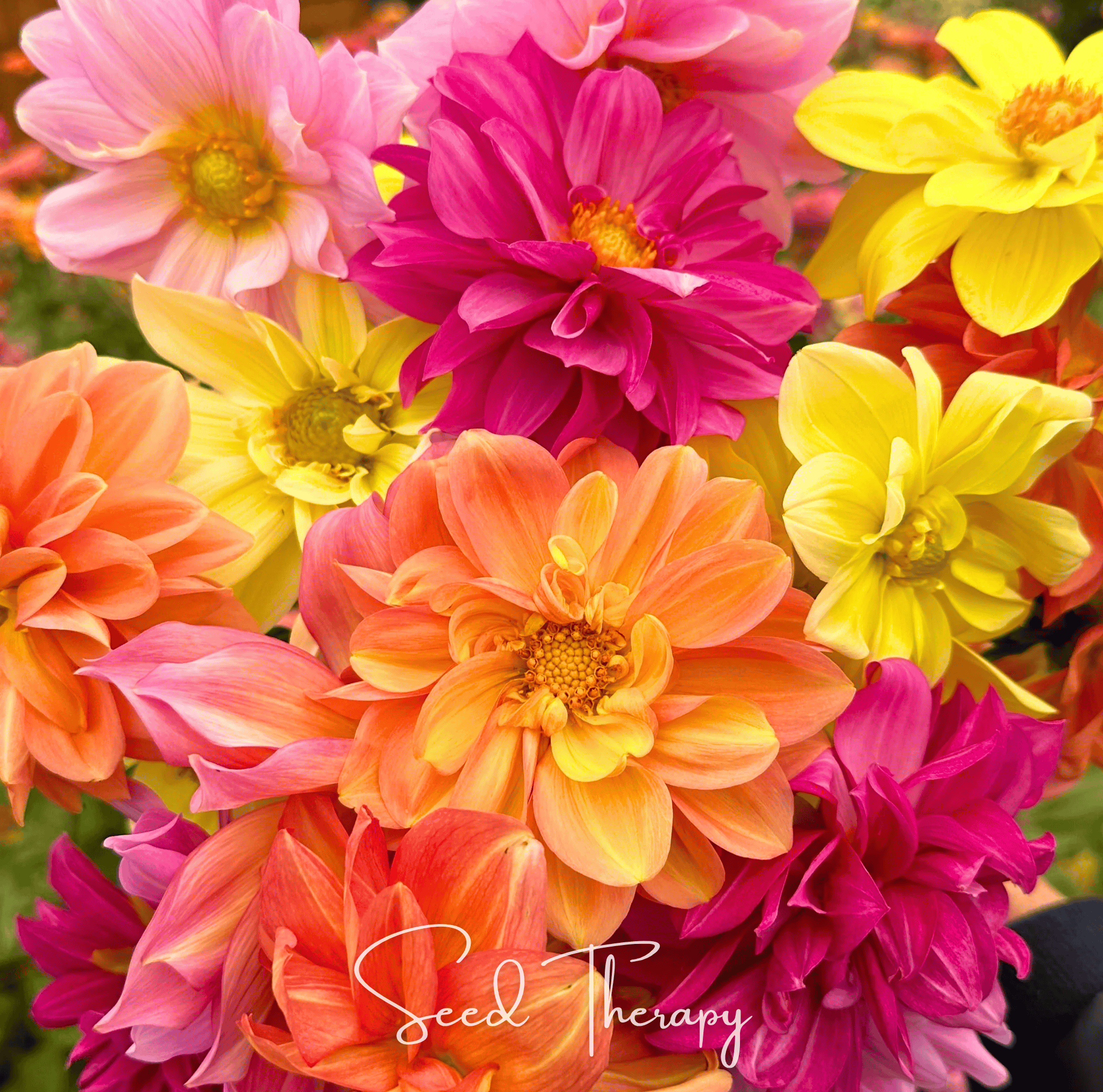 Early Bird Dahlia – 25 Seeds | Seeds | Wiccan Center