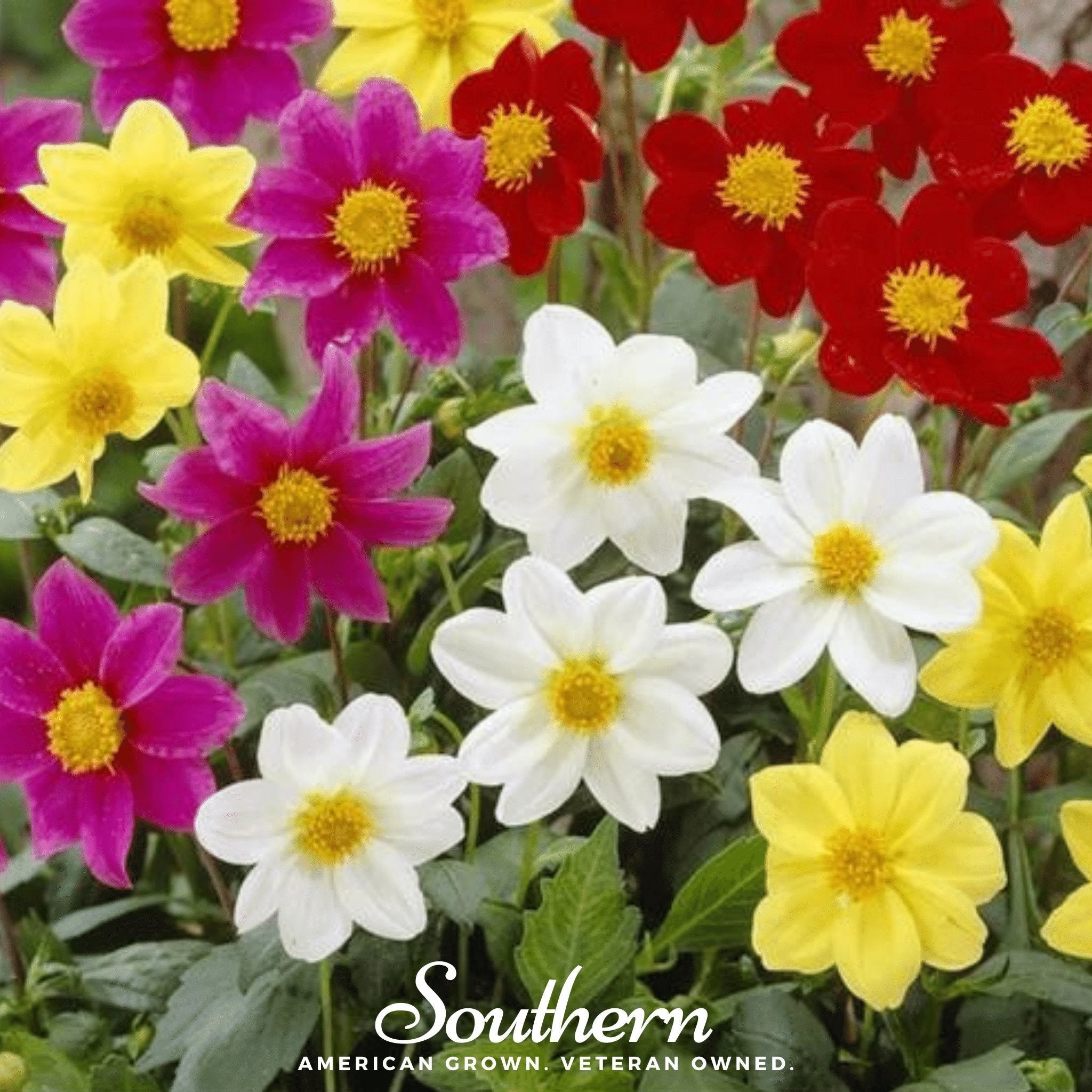 Mignon Dahlia Mix – 25 Seeds | | Wiccan Center