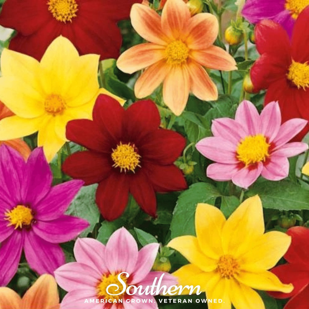 Mignon Dahlia Mix – 25 Seeds | | Wiccan Center