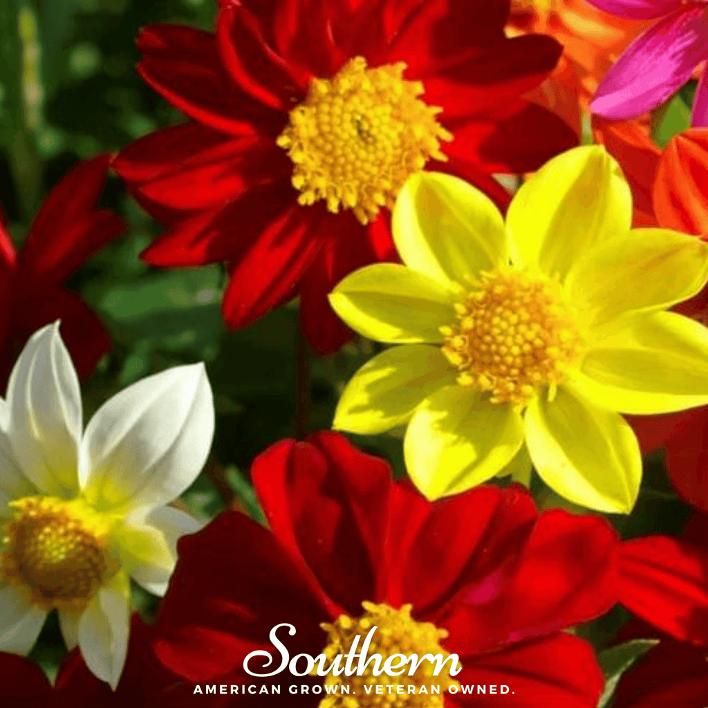 Mignon Dahlia Mix – 25 Seeds | | Wiccan Center