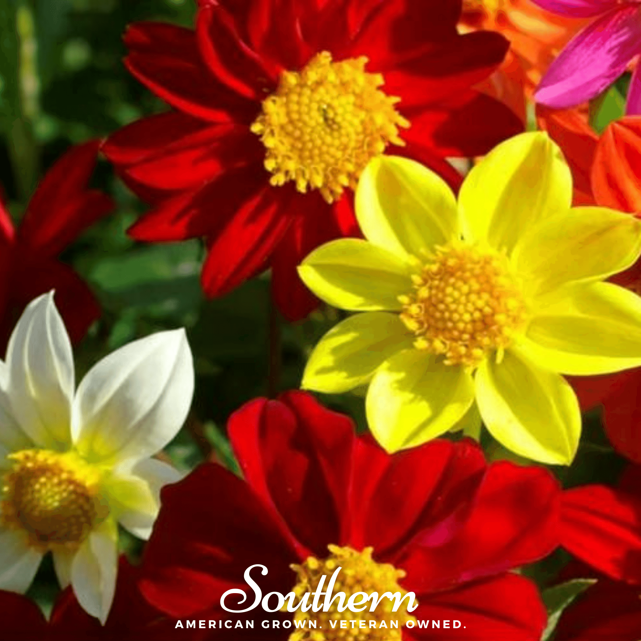 Mignon Dahlia Mix – 25 Seeds | | Wiccan Center