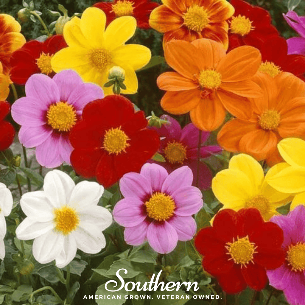 Mignon Dahlia Mix – 25 Seeds | | Wiccan Center