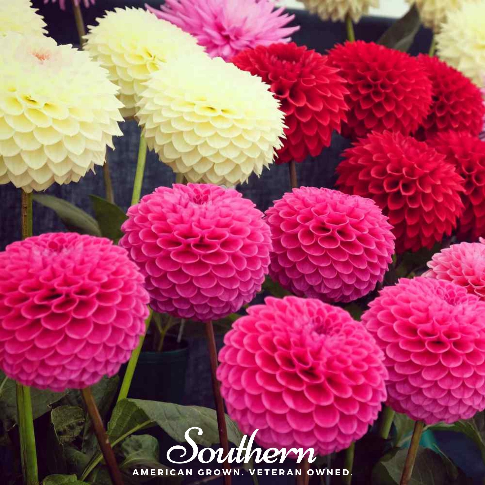 Pompon Dahlia Mix – 25 Seeds | Seeds | Wiccan Center