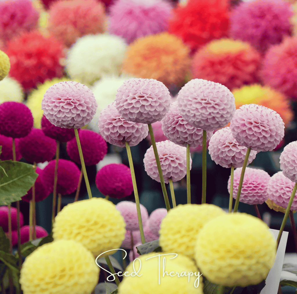 Pompon Dahlia Mix – 25 Seeds | Seeds | Wiccan Center