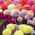 Pompon Dahlia Mix – 25 Seeds | Seeds | Wiccan Center