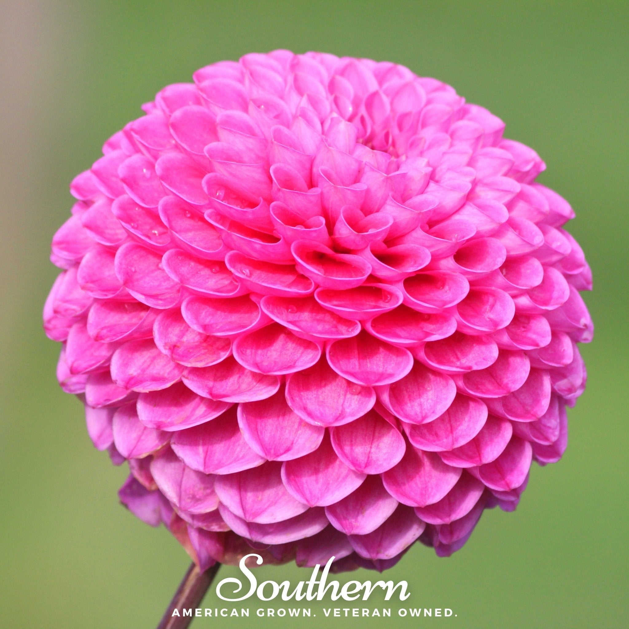 Pompon Dahlia Mix – 25 Seeds | Seeds | Wiccan Center