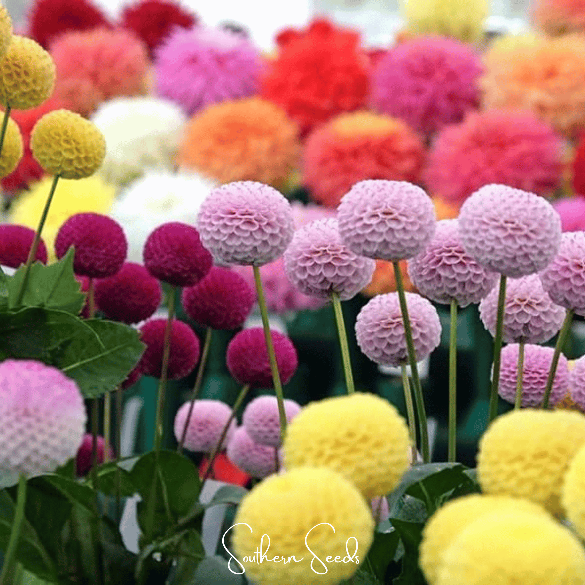 Pompon Dahlia Mix – 25 Seeds | Seeds | Wiccan Center
