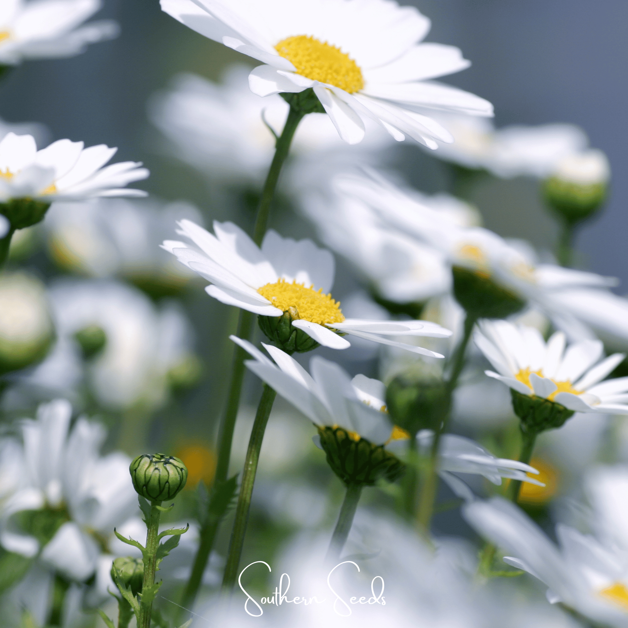 Creeping Daisy – 100 Seeds | Seeds | Wiccan Center