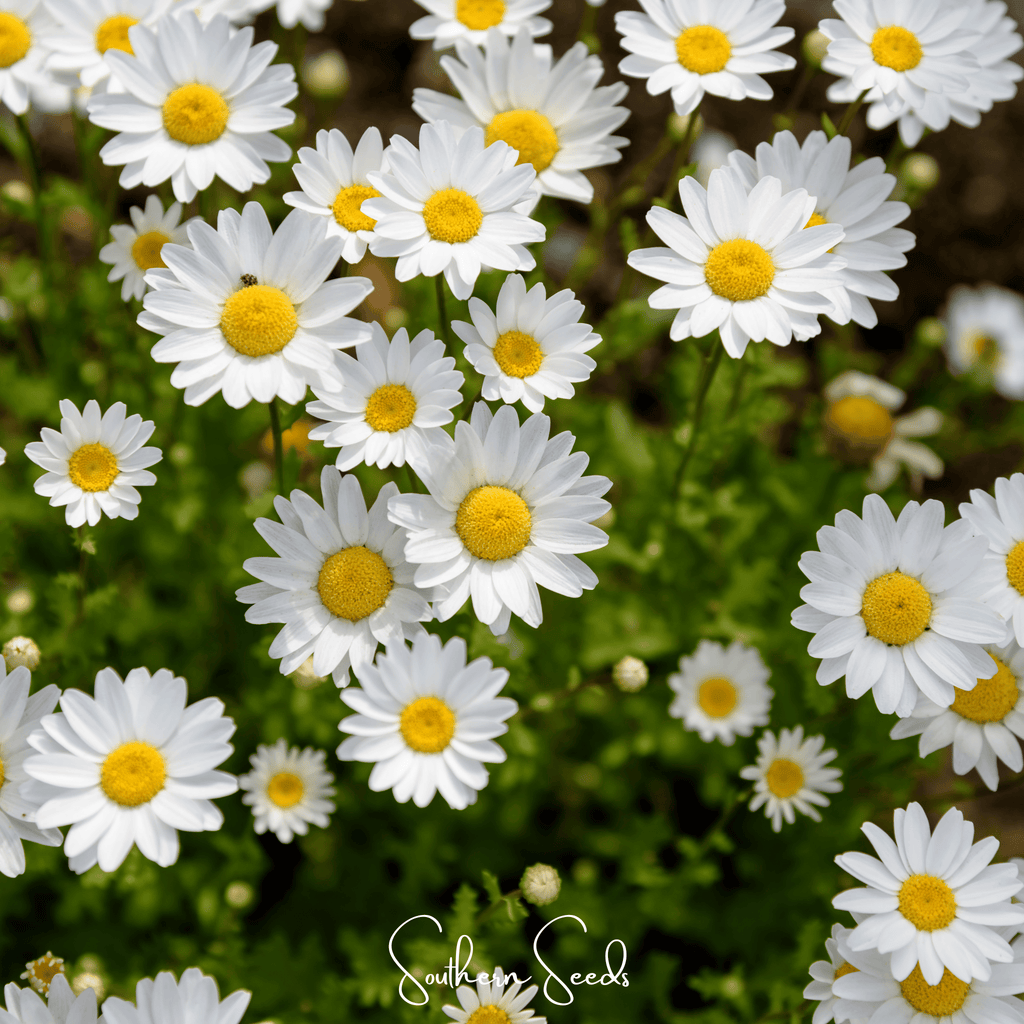 Creeping Daisy – 100 Seeds | Seeds | Wiccan Center