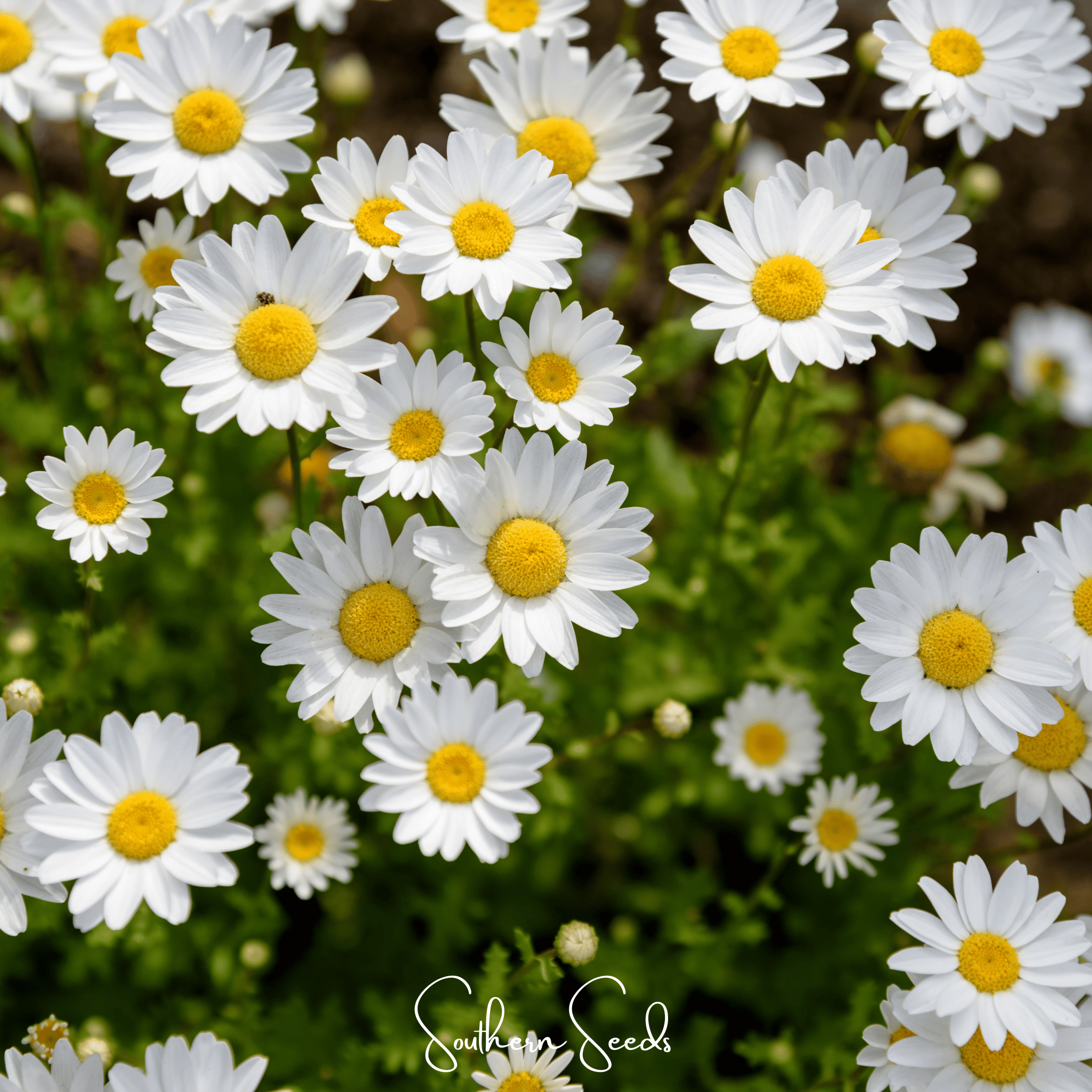 Creeping Daisy – 100 Seeds | Seeds | Wiccan Center