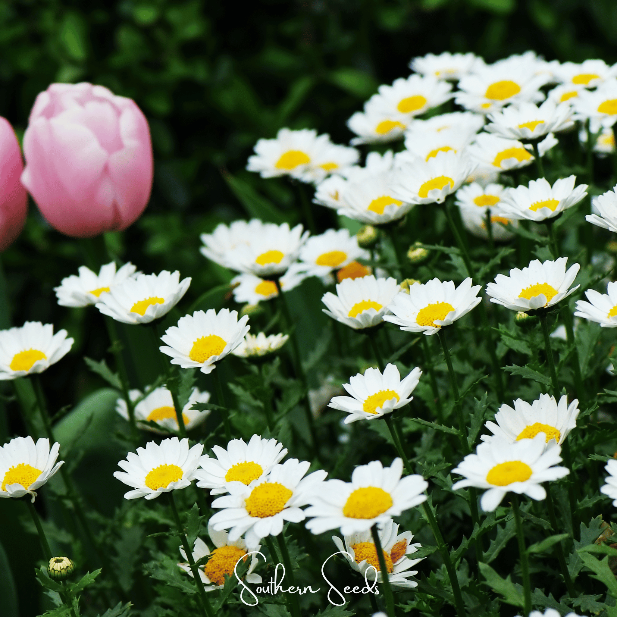 Creeping Daisy – 100 Seeds | Seeds | Wiccan Center