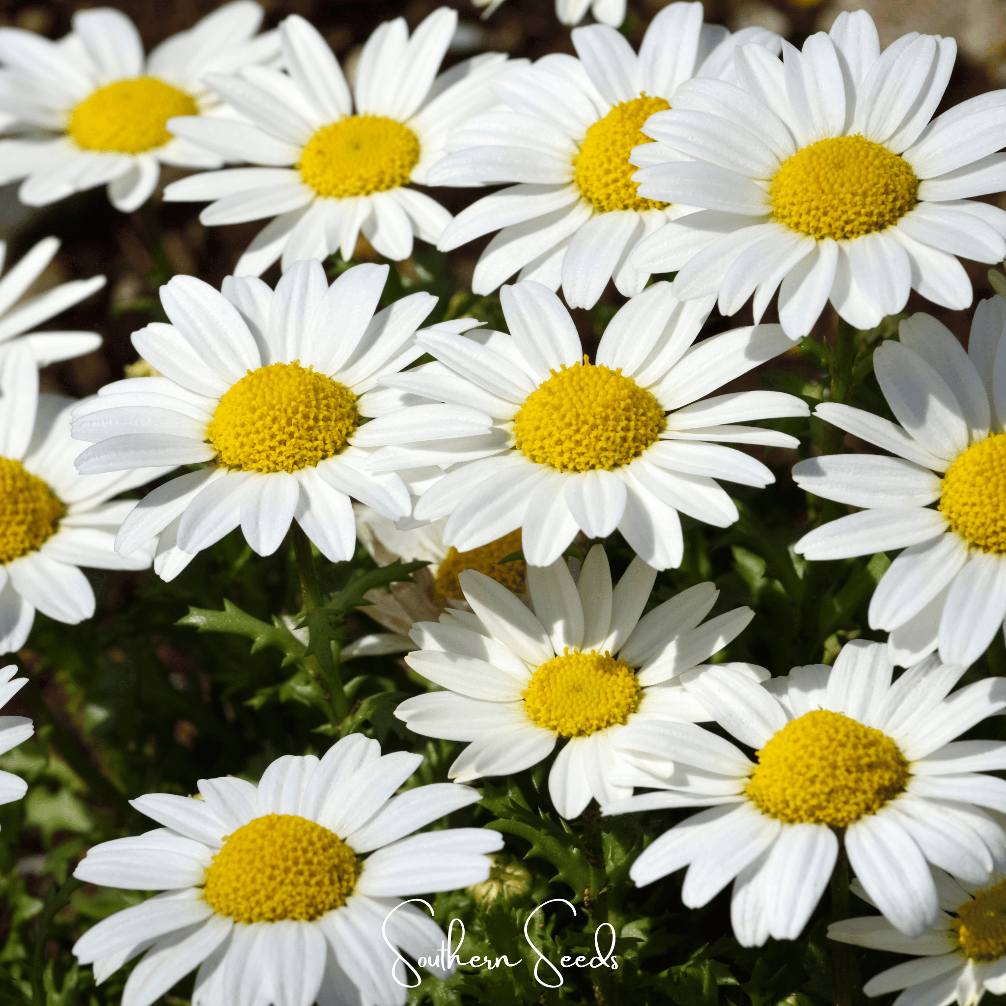 Creeping Daisy – 100 Seeds | Seeds | Wiccan Center