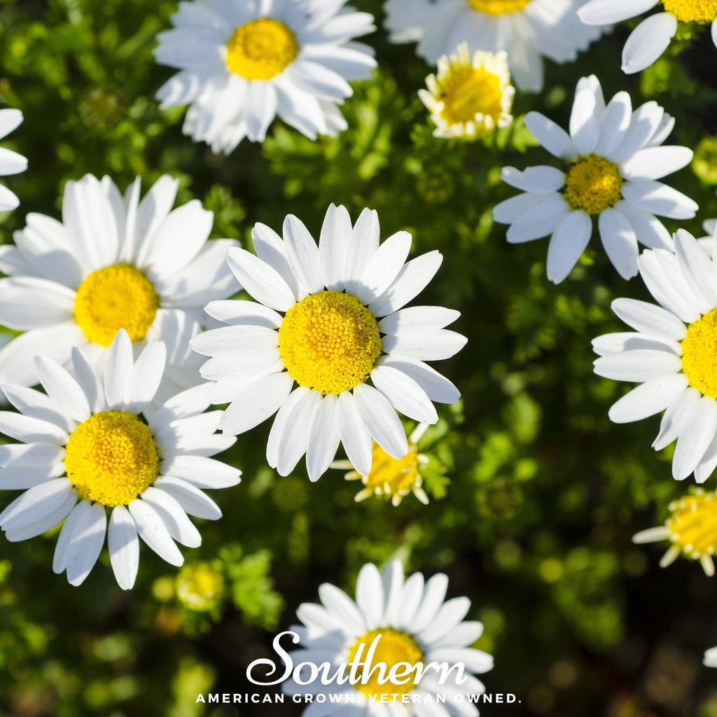 Dwarf Shasta Daisy – 100 Seeds | Seeds | Wiccan Center