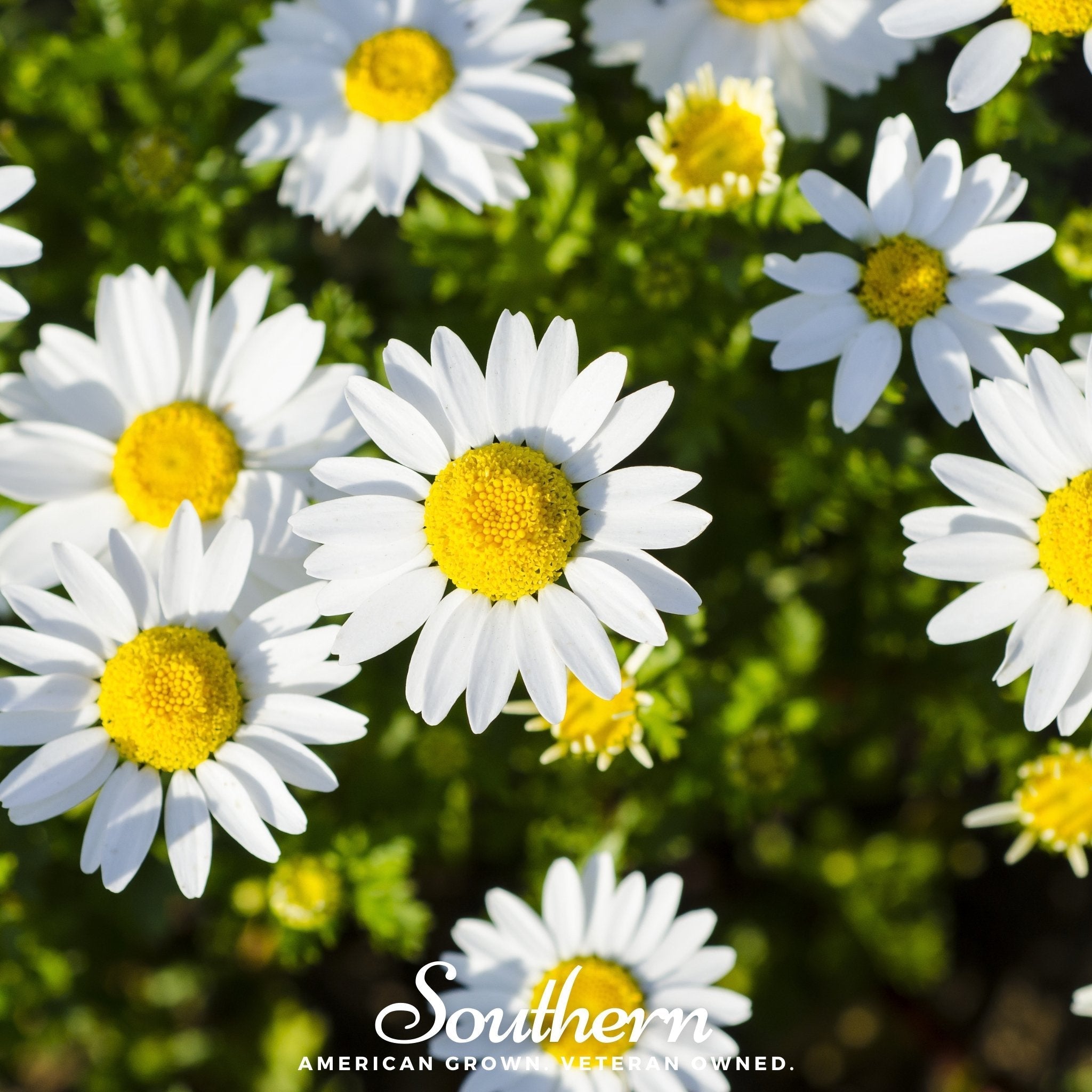 Dwarf Shasta Daisy – 100 Seeds | Seeds | Wiccan Center