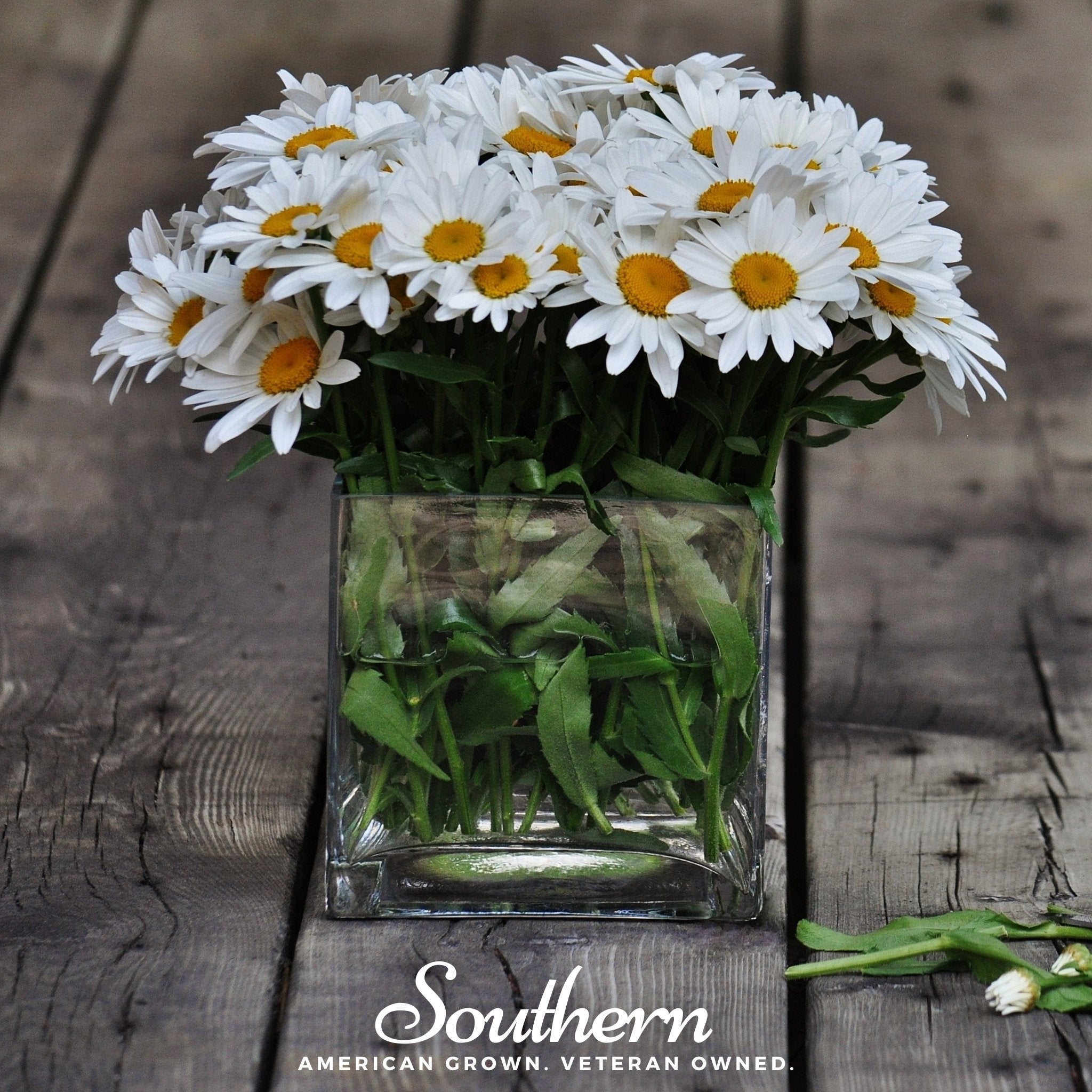 Dwarf Shasta Daisy – 100 Seeds | Seeds | Wiccan Center