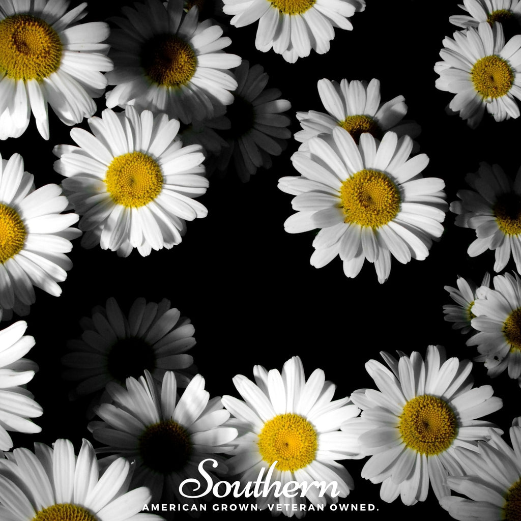 Dwarf Shasta Daisy – 100 Seeds | Seeds | Wiccan Center