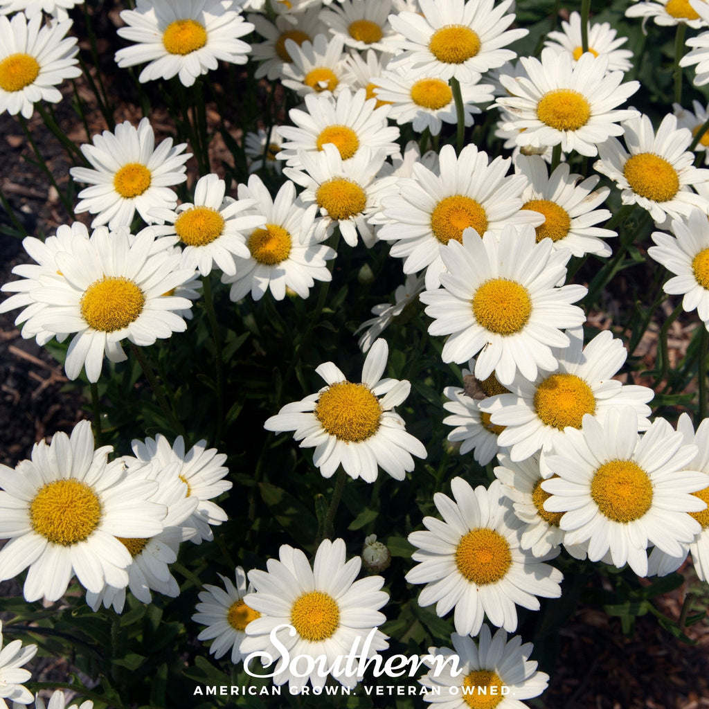 Dwarf Shasta Daisy – 100 Seeds | Seeds | Wiccan Center