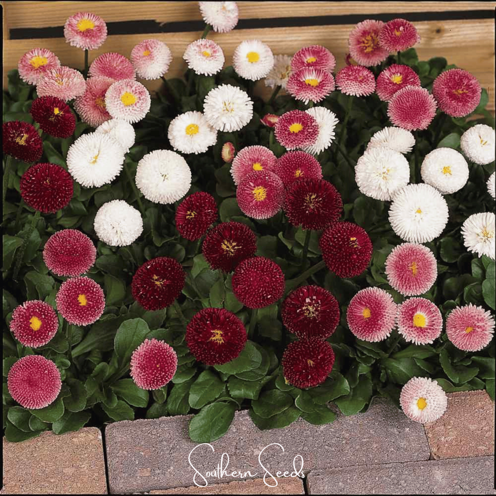 Super Enorma English Daisy Mix – 100 Seeds | Seeds | Wiccan Center