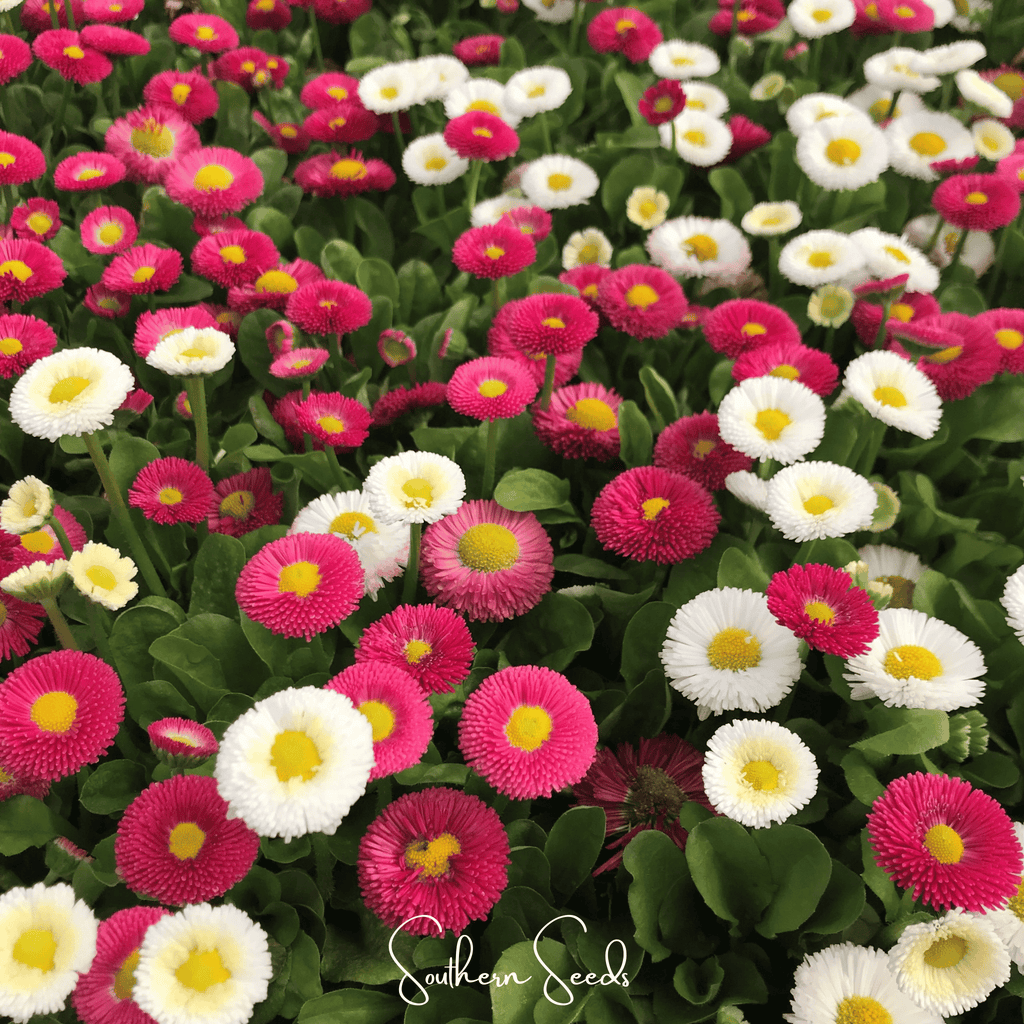 Super Enorma English Daisy Mix – 100 Seeds | Seeds | Wiccan Center