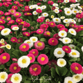 Super Enorma English Daisy Mix – 100 Seeds | Seeds | Wiccan Center