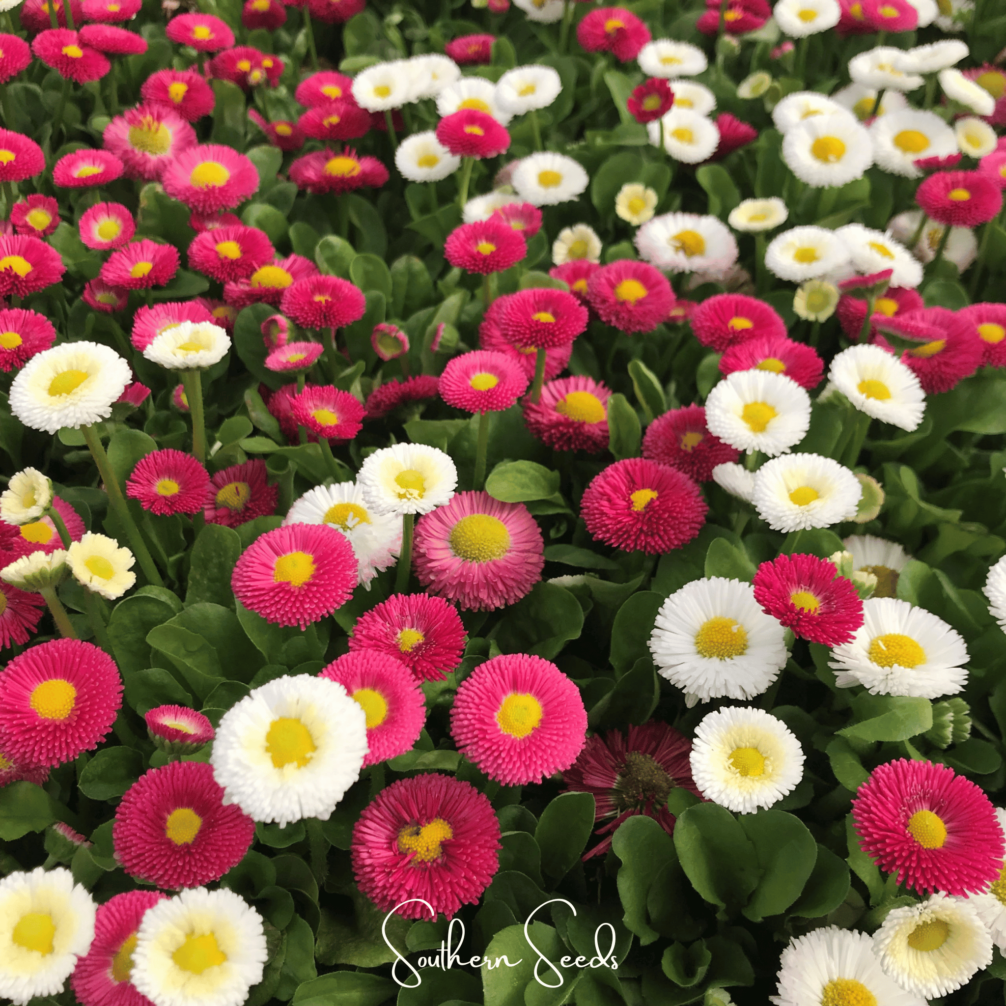 Super Enorma English Daisy Mix – 100 Seeds | Seeds | Wiccan Center