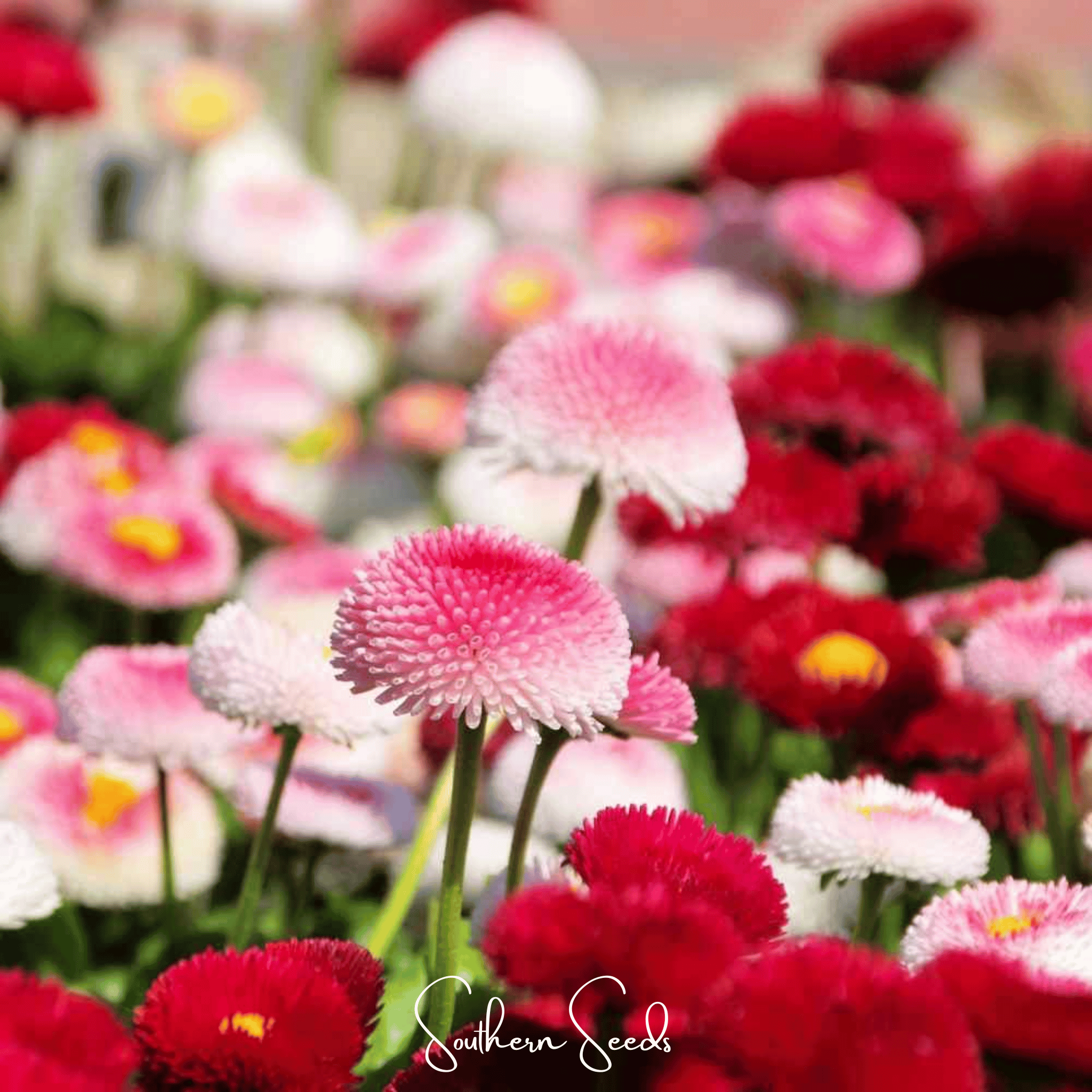 Super Enorma English Daisy Mix – 100 Seeds | Seeds | Wiccan Center
