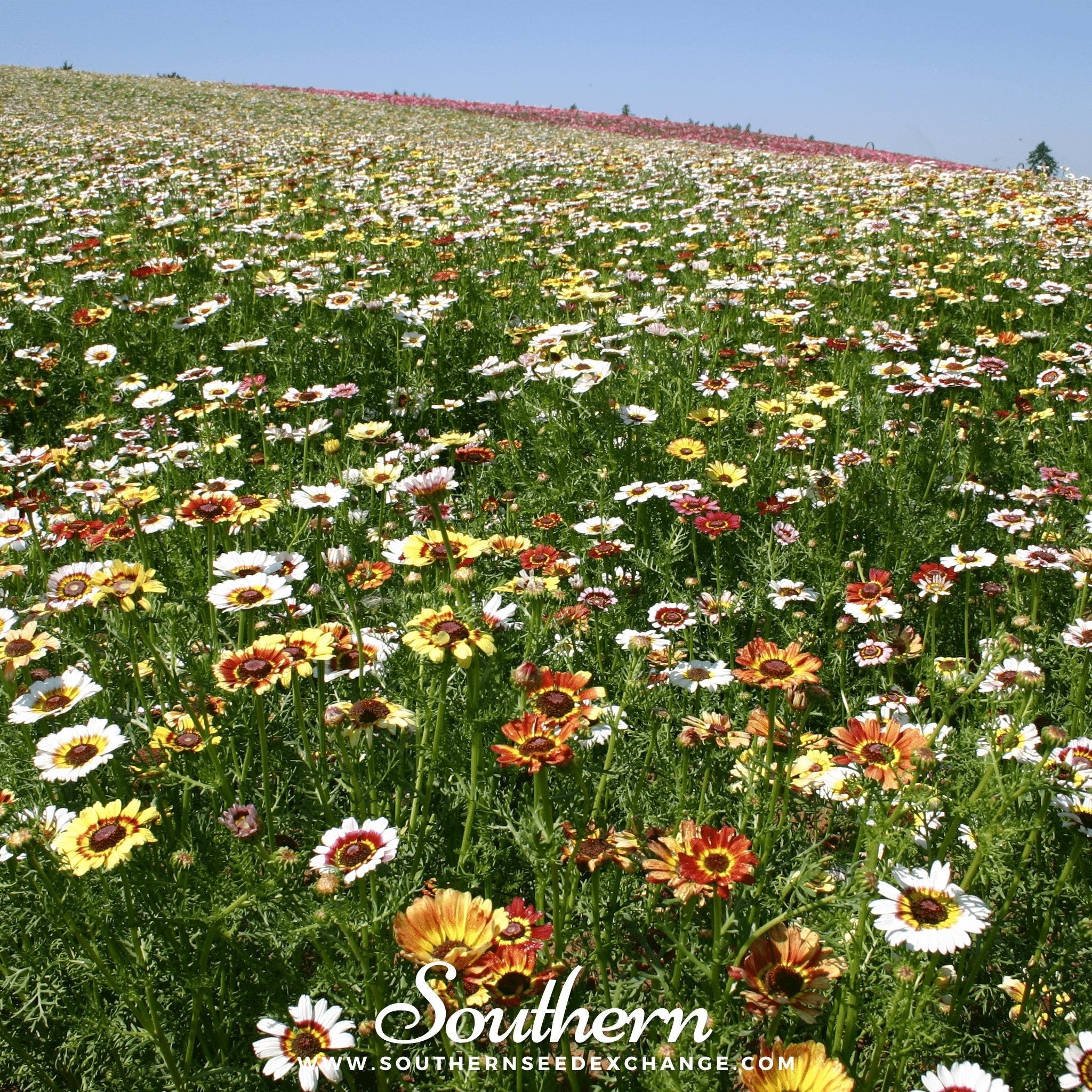 Painted Daisy – 100 Seeds | | Wiccan Center