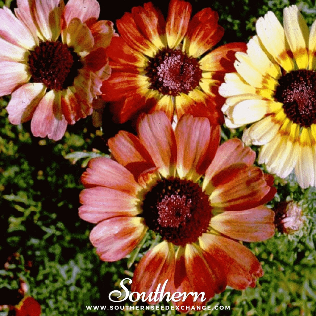 Painted Daisy – 100 Seeds | | Wiccan Center