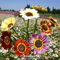 Painted Daisy – 100 Seeds | | Wiccan Center