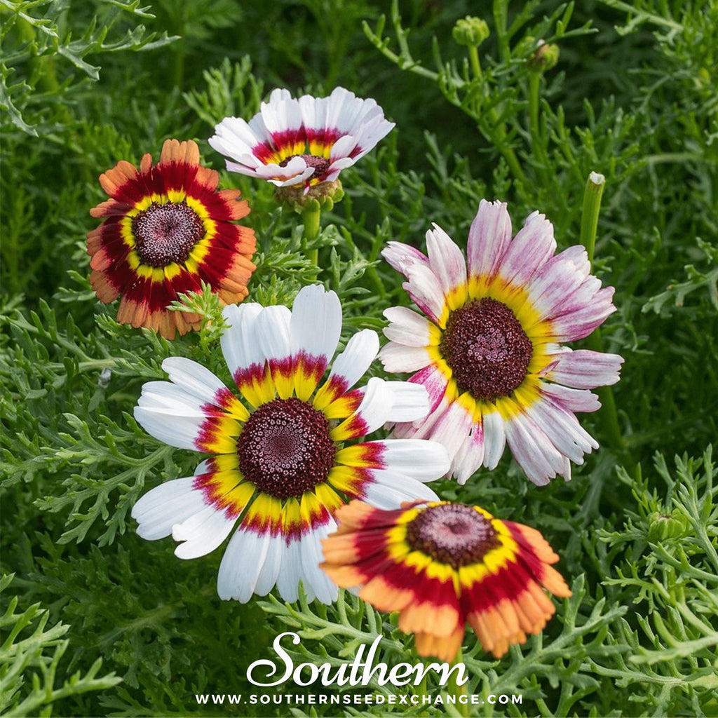 Painted Daisy – 100 Seeds | | Wiccan Center