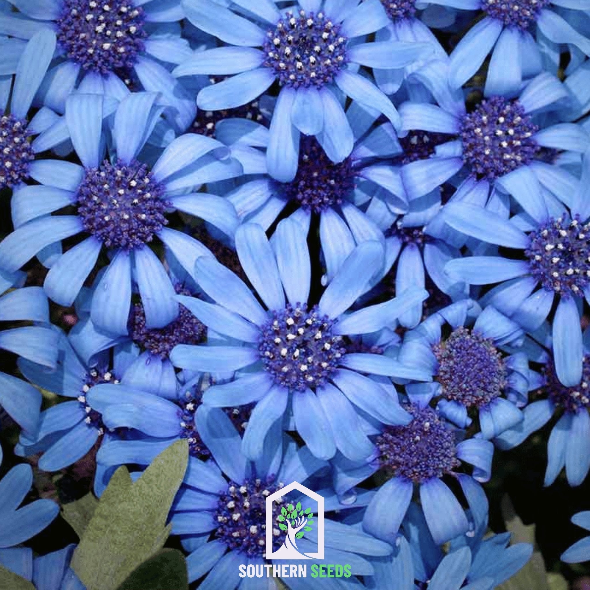 The Blues Blue Daisy – 50 Seeds | Seeds | Wiccan Center