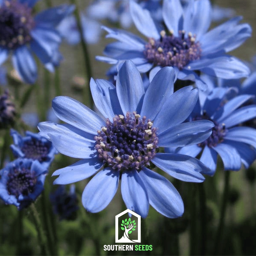 The Blues Blue Daisy – 50 Seeds | Seeds | Wiccan Center