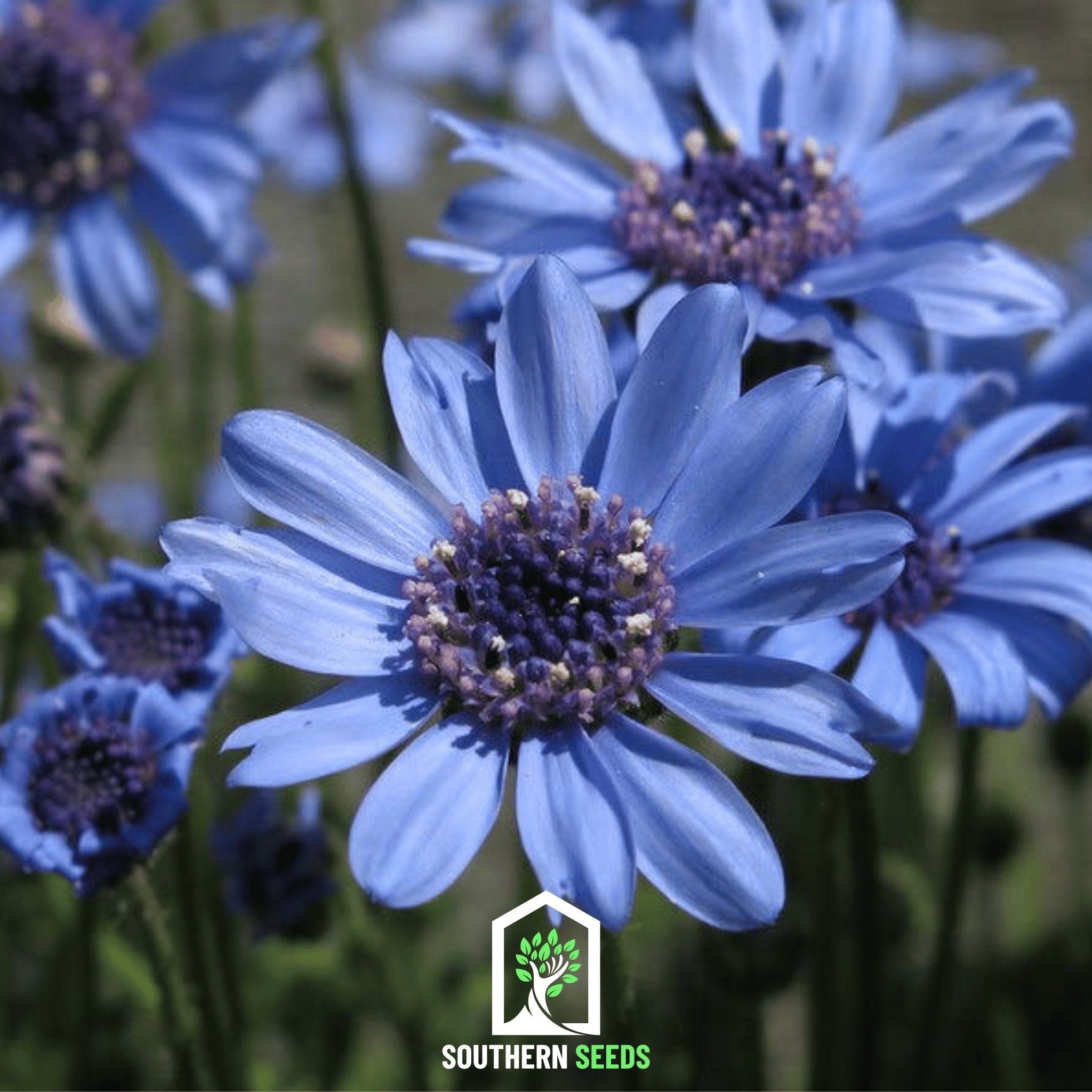 The Blues Blue Daisy – 50 Seeds | Seeds | Wiccan Center