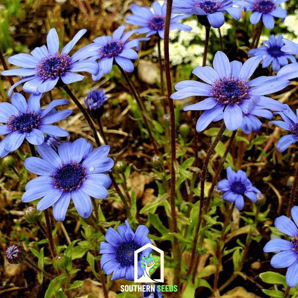 The Blues Blue Daisy – 50 Seeds | Seeds | Wiccan Center