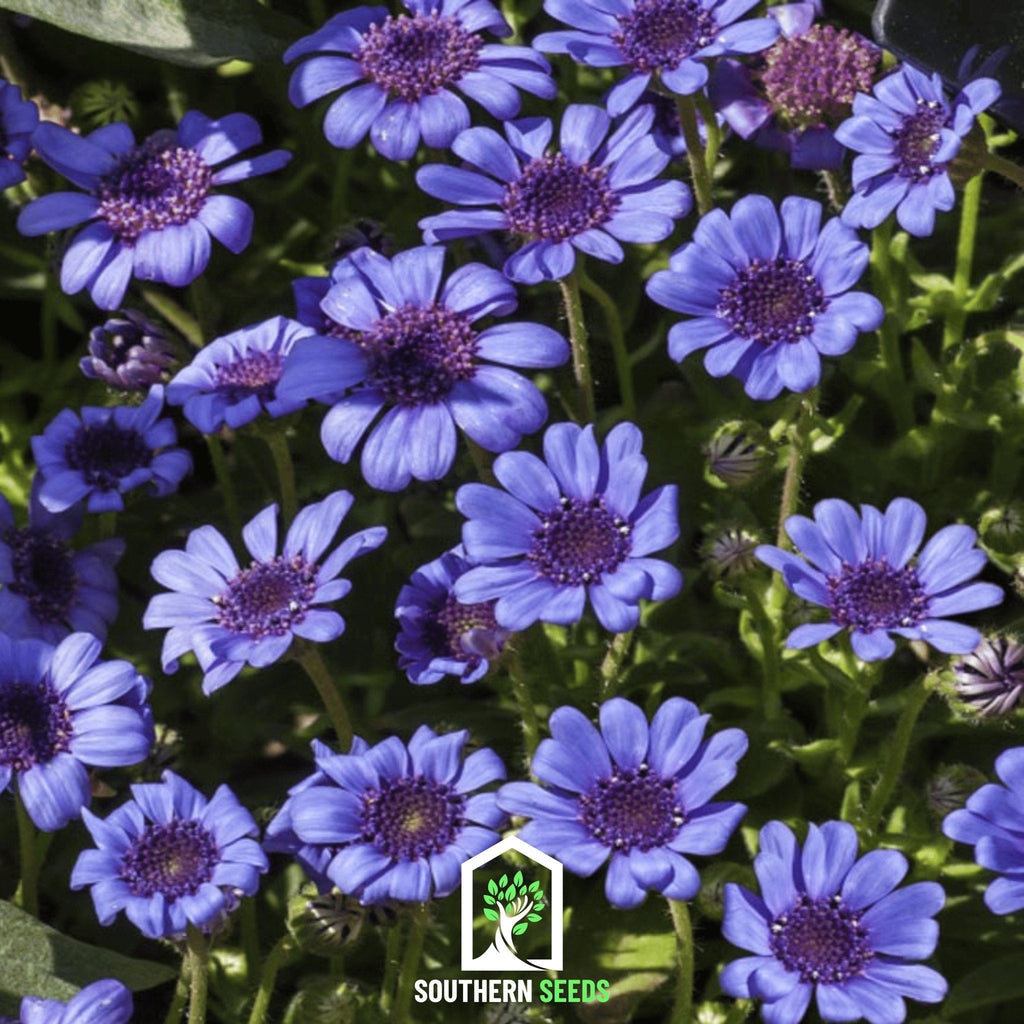 The Blues Blue Daisy – 50 Seeds | Seeds | Wiccan Center