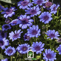 The Blues Blue Daisy – 50 Seeds | Seeds | Wiccan Center