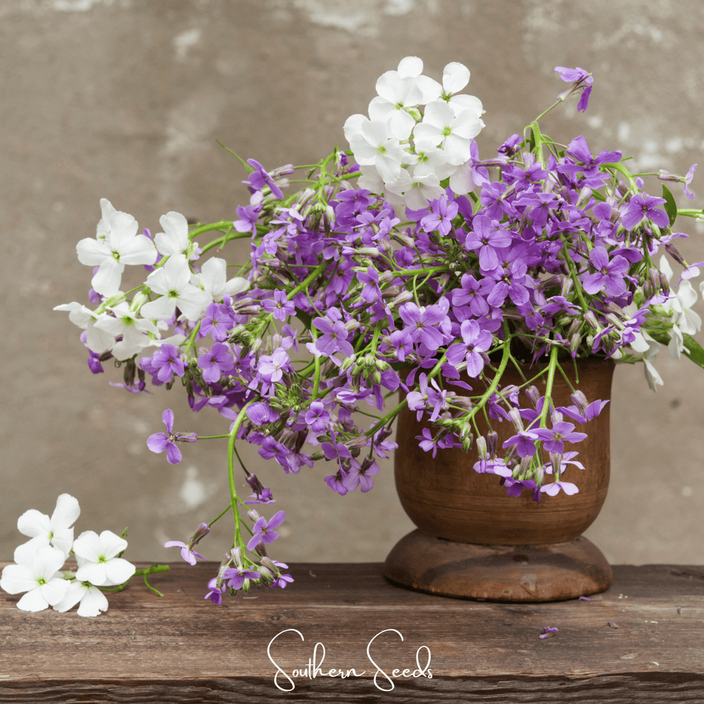 Dames Rocket – 200 Seeds | Seeds | Wiccan Center