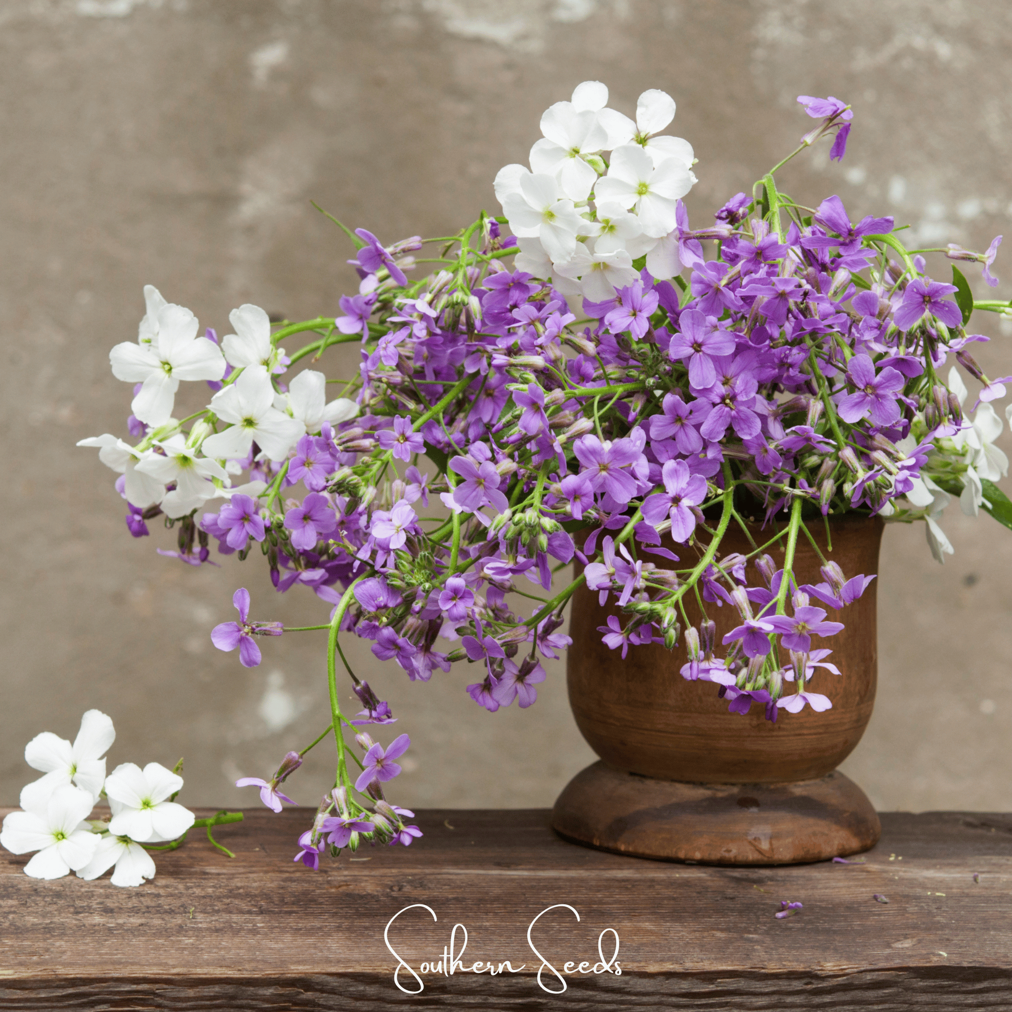 Dames Rocket – 200 Seeds | Seeds | Wiccan Center